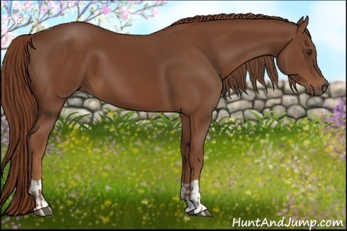 Horse Color:Chestnut  and Chestnut 