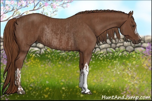 Horse Color:Chestnut  and Chestnut Rabicano 