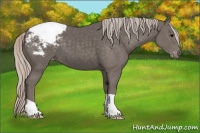 Horse Color:Silver Black Appaloosa 