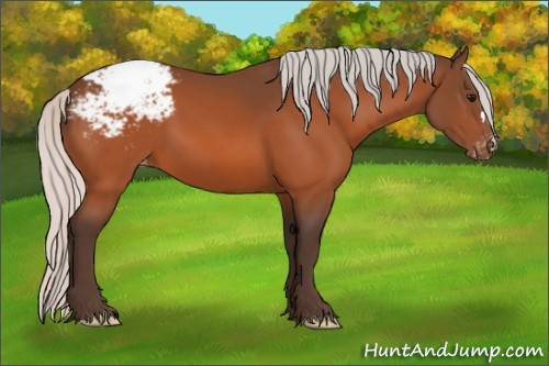 Horse Color:Silver Bay Appaloosa 