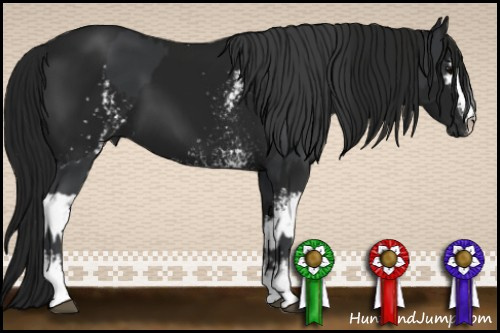 Horse Color:White Spotted Black and Gray White Spotted Black