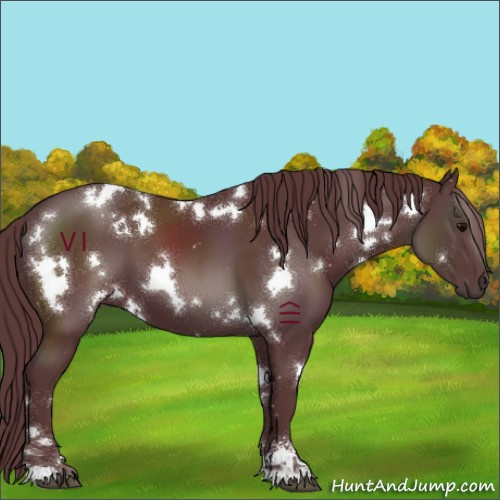 Horse Color:White Spotted Chocolate Black Sabino