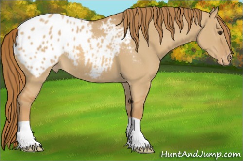 Horse Color:Red Dun Appaloosa 