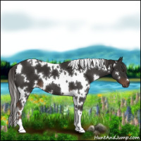 Horse Color:White Spotted Liver Chestnut 
