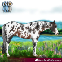 Horse Color:White Spotted Brown Blanket 
