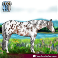Horse Color:White Spotted Brown Appaloosa 