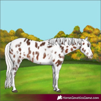 Horse Color:White Spotted Silver Brown Tobiano Near Leopard 