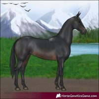 Horse Color:Brown 