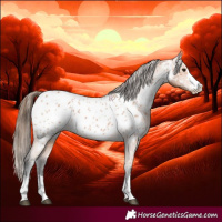 Horse Color:Bay Appaloosa 