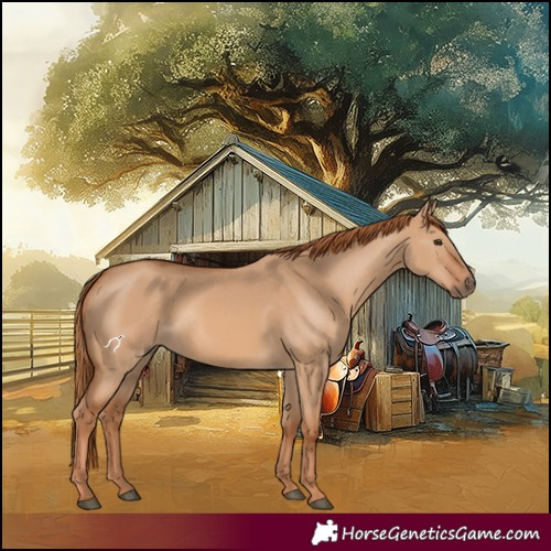 Horse Color:Red Dun 