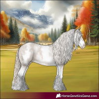 Horse Color:White Spotted Chocolate Palomino Appaloosa