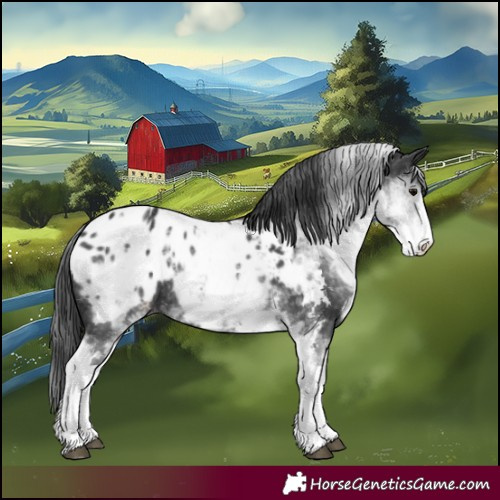 Horse Color:White Spotted Black Sabino Appaloosa 