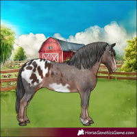 Horse Color:Liver Chestnut Frame Appaloosa 