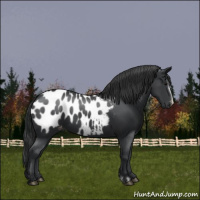 Horse Color:Black Frame Appaloosa