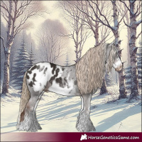 Horse Color:White Spotted Liver Chestnut Frame Appaloosa 
