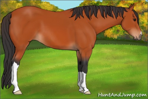 Horse Color:Bay 