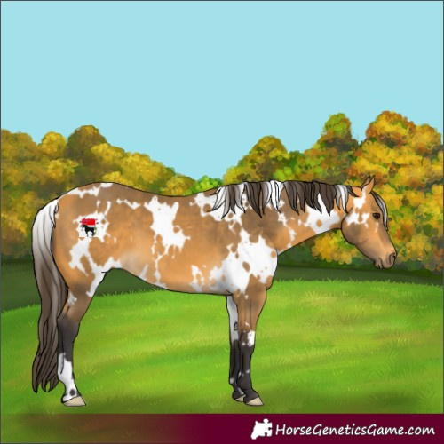 Horse Color:White Spotted Buckskin 