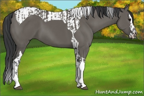 Horse Color:Grullo Tobiano  and Grullo Splash Tobiano 