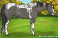 Horse Color:Grullo Tobiano and Grullo Splash Tobiano