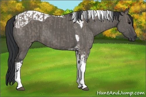 Horse Color:Grullo Tobiano  and Grullo Tobiano 
