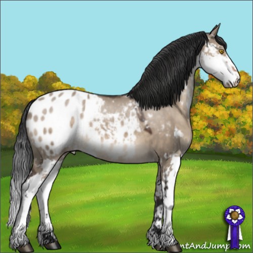 Horse Color:Brown Dun Sabino Appaloosa 