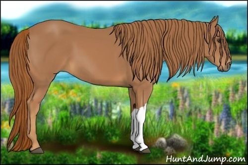 Horse Color:Chestnut 