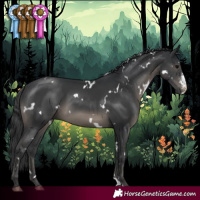 Horse Color:White Spotted Black Sabino Rabicano 