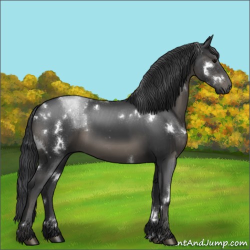 Horse Color:White Spotted Black Sabino