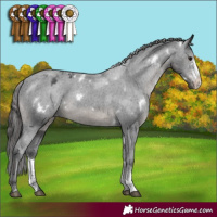 Horse Color:White Spotted Black Sabino Appaloosa Rabicano