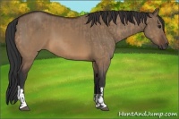 Horse Color:Bay Dun  and Brown Dun 