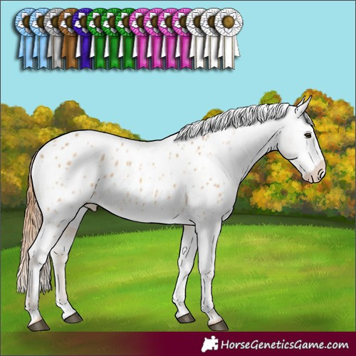 Horse Color:Red Dun Appaloosa 