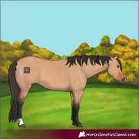 Horse Color:Bay Dun 