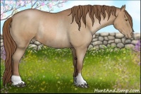 Horse Color:Bay Pearl and Bay Pearl Rabicano