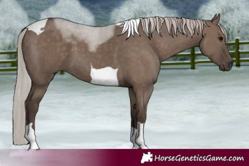 Horse Color:Silver Grullo Tobiano 