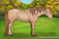 Horse Color:Bay Pearl  and Bay Pearl 