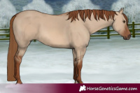 Horse Color:Red Dun 