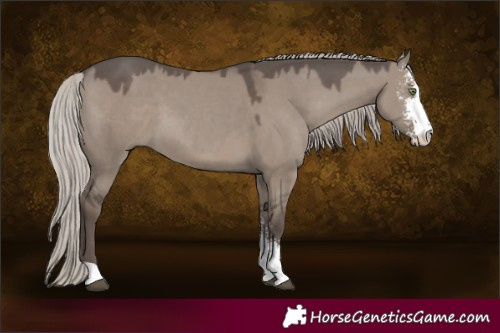 Horse Color:Silver Grullo Sabino 