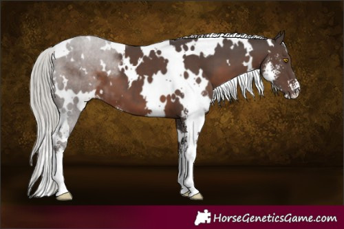 Horse Color:White Spotted Silver Black Sabino 