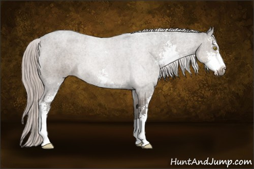 Horse Color:Silver Grullo Roan Sabino Brindle 