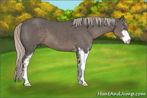 Horse Color:Silver Black Sabino 