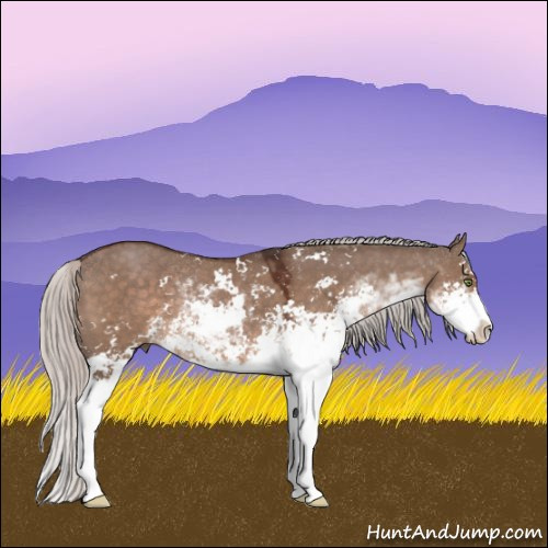 Horse Color:Silver Brown Dun Sabino 