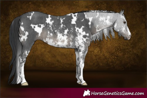 Horse Color:White Spotted Black Sabino 