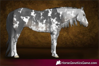 Horse Color:White Spotted Black Sabino 