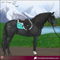 Horse Color:Black Appaloosa