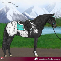 Horse Color:Black Appaloosa 