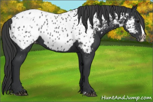 Horse Color:Black Splash Appaloosa