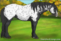 Horse Color:Black Splash Appaloosa 