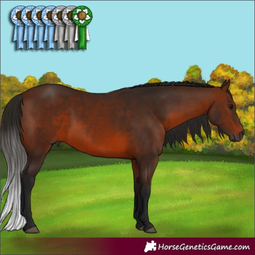 Horse Color:Gray Bay 