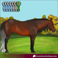 Horse Color:Gray Bay 