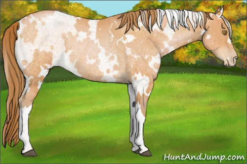 Horse Color:White Spotted Bay Pearl Rabicano 